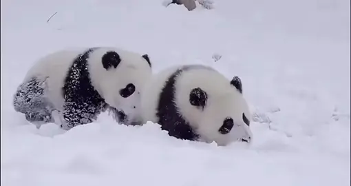 cute panda🐼#メリクリ #snow #pandasoftiktok #可愛い #lovely #tiktok #パンダ @Yiwa @Fascinating moment @bioo_jp @fanfan17450 @biobibo_1013 