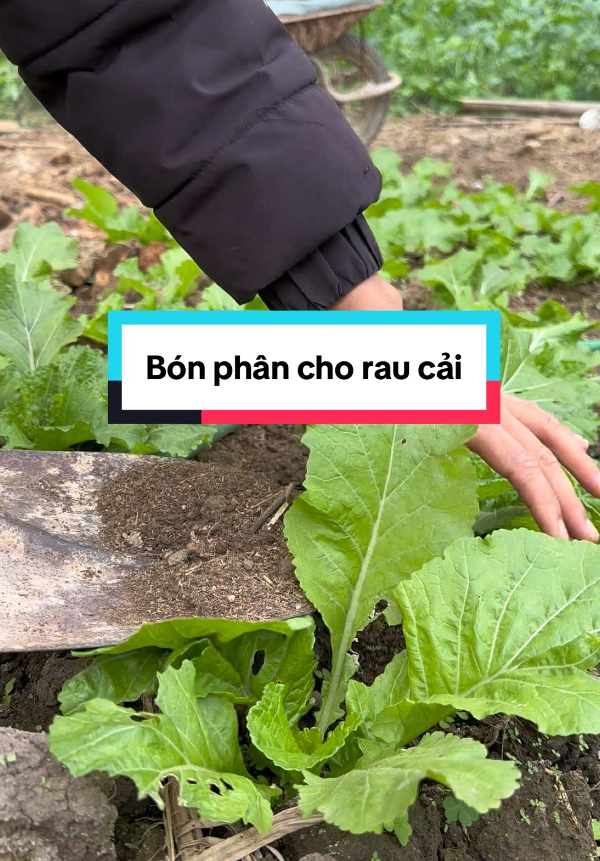 Trông rau tiếp nha #sungbau #sungbau02 #sungbau2002 