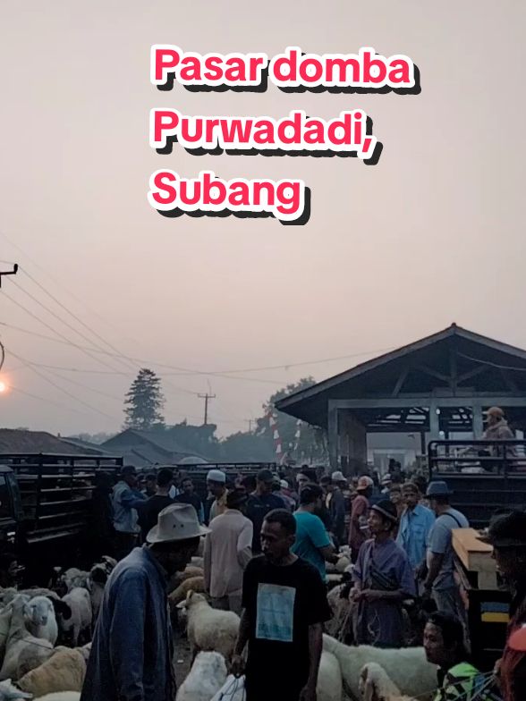 Pasar domba Purwadadi, Subang #peternakan #agrosuryafarm #hpdki #pakanternak #peternakmuda #domba 