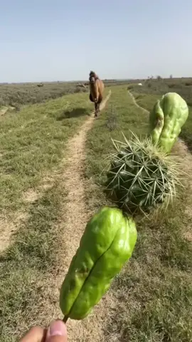 #eat #camels #camelseat #cute #pet 