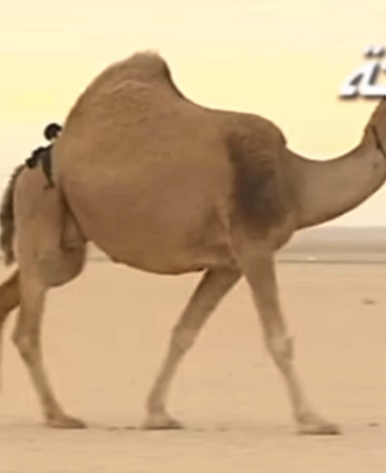 رفرف البيرق وغنّىٰ الشادي ..   | #شبيب_بن_غيام #مزاين #المرجانيات 