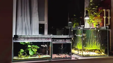 Merawat ikan Channa dan aquascape bukan sekadar hobi, tapi terapi! 🌿🐟 Dari keindahan gerakan ikan yang elegan hingga kesejukan aquascape yang memanjakan mata, semuanya bikin stres hilang. Yuk, ciptakan miniatur alam di rumahmu! 🌊✨ #ikanhias #aquascaper #aquascape #channa #aquarium #hoby #keepers #ikanpredator #predatorfish 