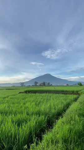 Gunung cikuray lagi cakep cakepnya❤️🤗  #garut #garutpride🔥 #garutjawabarat #garutselatan #garutupdate #garutpedia #garuthits #jabar #jabarjuara #gunung #gunungindonesia #cikuray #sawah #lagusunda #popsunda 