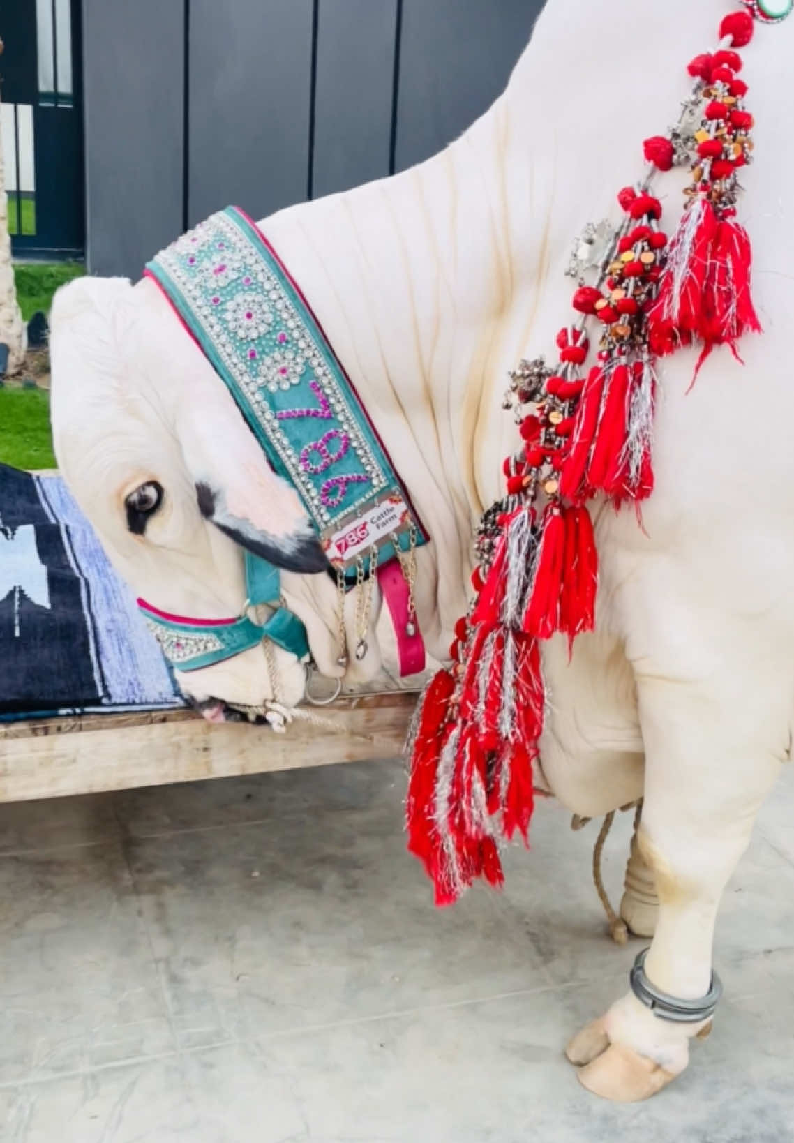 #oud ##alhamdulillah❤️ #allahisthegreatest 