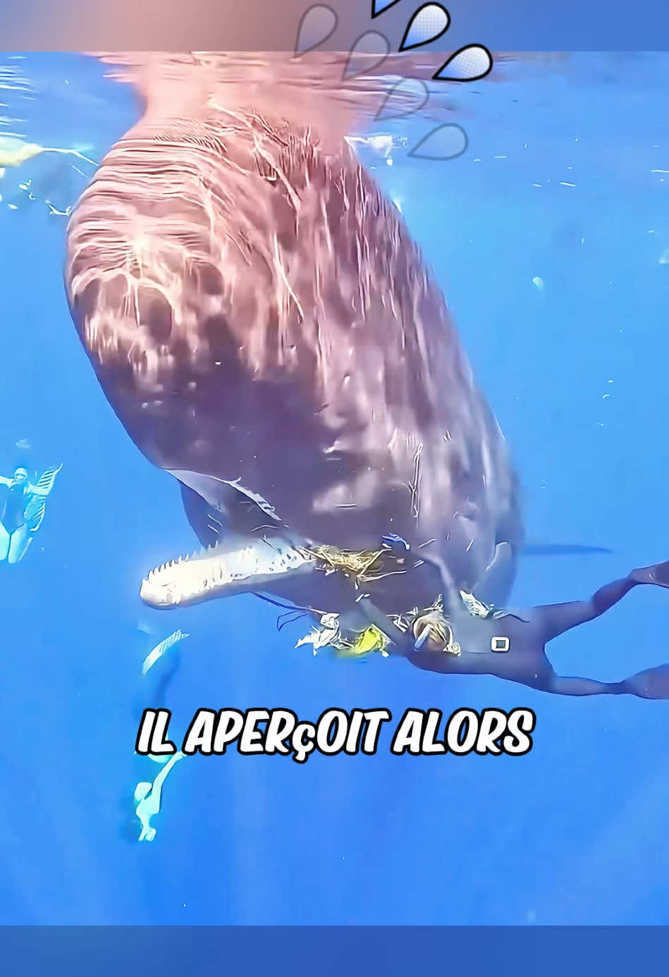 Un requin a supplié les humains d'aider son amie la baleine #animaux 