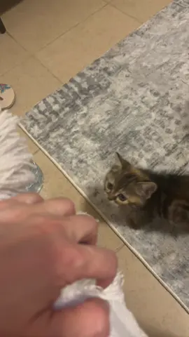 #الجنرال_سام #catsoftiktok #cats #catlover #قطاوة #funny_cats #viralvideos #قطط_كيوت #الشعب_الصيني_ماله_حل😂😂 #trending?song🔥fyp #cute_cats #viralvideos #explorepage #قطاوة #قطط_لطيفة #قطط_مضحكة_لطيفة #viralvideos 