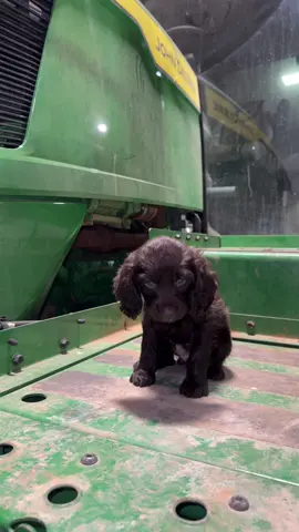 I think bricks on the nice list✅ #roundislandcreekkennels #boykinspaniel #f #johndeere 