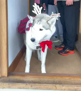 🐩🐾🥰🎄