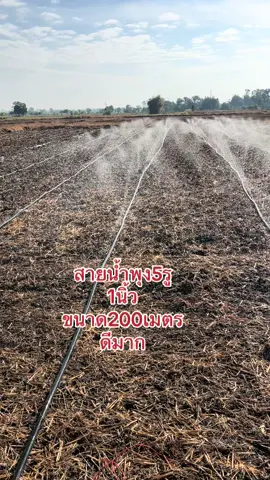 #ข้าวโพด #สายน้ํา 