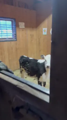 Merry Christmas!! 🎄🎁 #calf #cow #daisy #babycow #goodmorning #cute #moo #sassy #farm #farmgirl #farmlife #christmas 