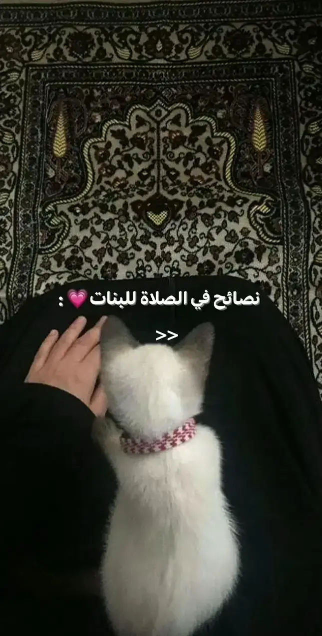 #كيف_اصلي #قيام_الليل #الصلاه_هي_الحياه #fyp #tiktoknews #quran #foryoupagee #fyyyyyyyyyyyyyyyy 