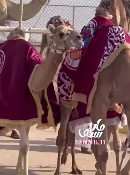 غزلان العيده 🩵🥇#الهجن_العربية_الاصيلة #هجن_الشحانيه #هجن_الرياسة #هجن_السعودية #سباق_الهجن #تصميم_فيديوهات🎶🎤🎬 #حلاوة_اللقاء #explore #fyp 