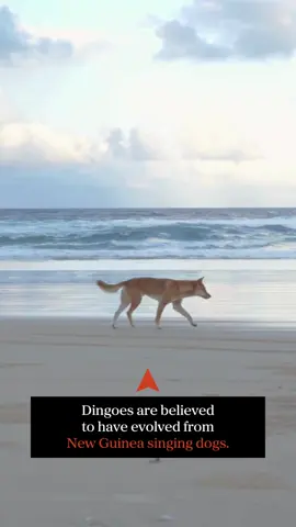 Did you know dingoes came to Australia about 5000 years ago? They're believed to have evolved from New Guinea singing dogs! #ausgeo #seeaustralia #aussiewildlife #dingo #dingoes