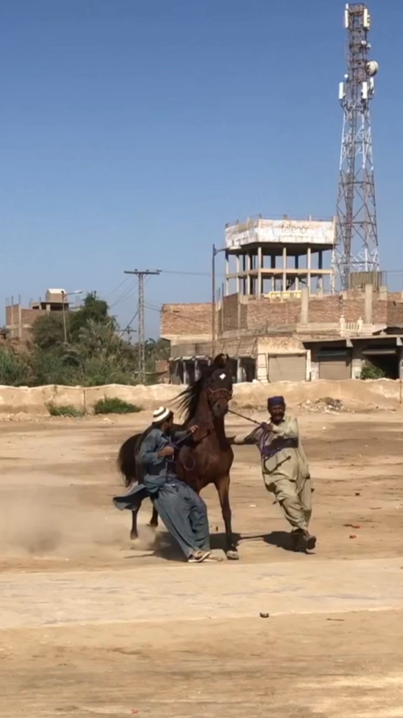 #fyp #oriental #horse #sindhihorse #tharparkar #sindh #pakistan #indiginous #asil #horsesoftiktok 