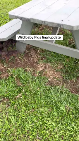 Hope it all makes sense now #pigs #piglets #wildboar #boar #hawaii #update #babypigs #Love 