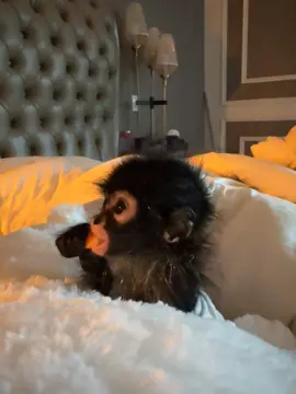 #fyp #monkey #viral #cute #eating 