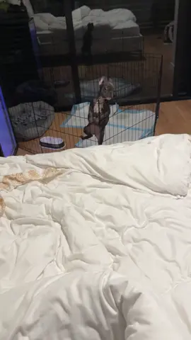 גאונה אין לי מה לאמר 