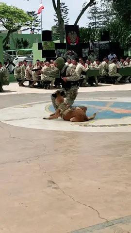 Siempre va para mejor 🐾🪖♥️#paratiiiiiiiiiiiiiiiiiiiiiiiiiiiiiii #pastorbelgamalinois #ejercito #militar #k9dogs #k9dogs #obedienciabasica #tactical 