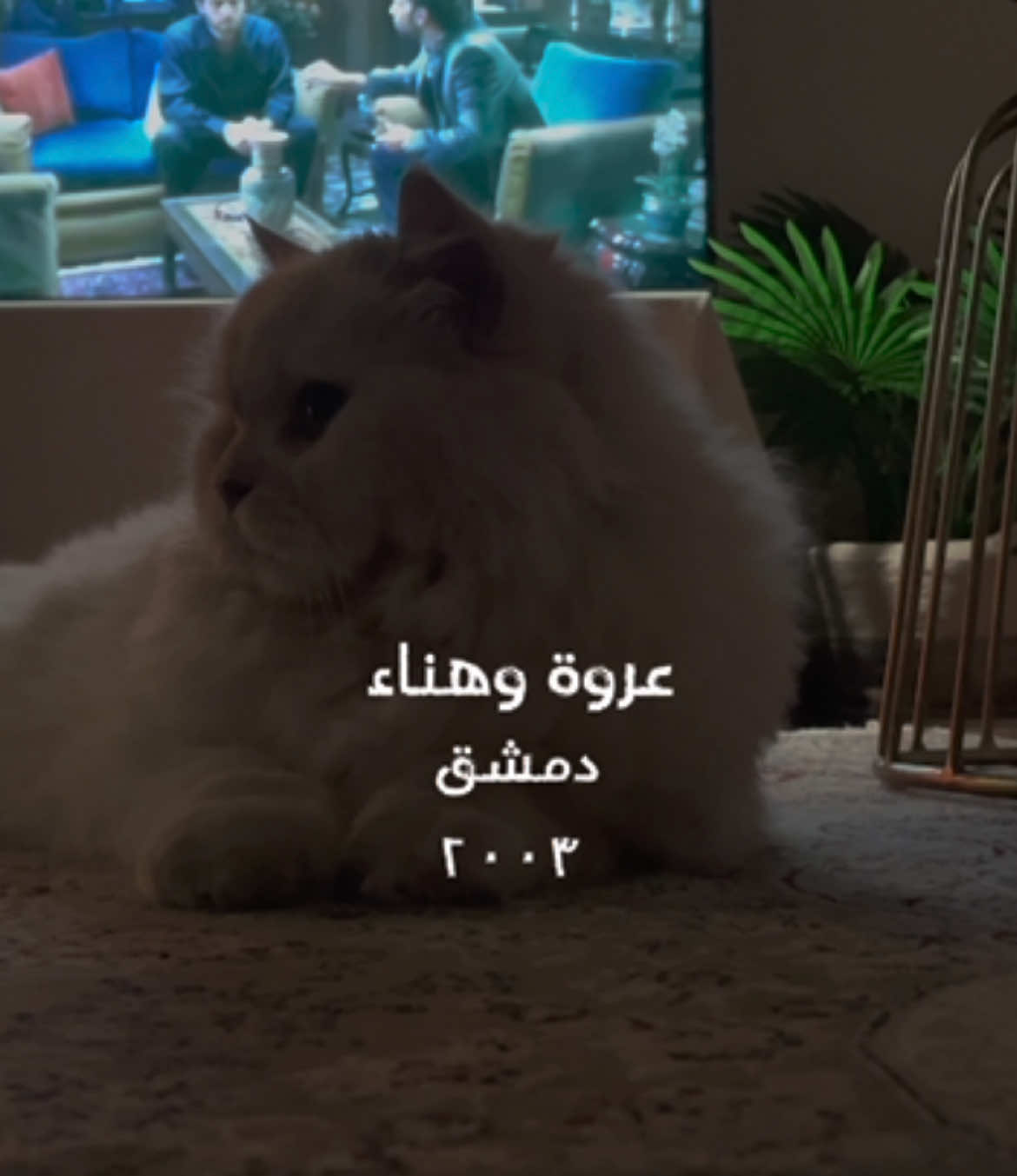 بعد مشاهدتك لمسلسل سوري واحد تلقائيًا بتتَّقد الرغبة في أعماقك للنقاشات الطويلة، ولتحضير قهوتك على نغم صوت فيروز، وللمشي في الشوارع ليلًا، وللجمعات العائلية البسيطة🛋️🤎 #سوريا #عروة__هناء__الندم #مسلسلات_سورية #explore #عشوائيات #4you #الزمن_الجميل 