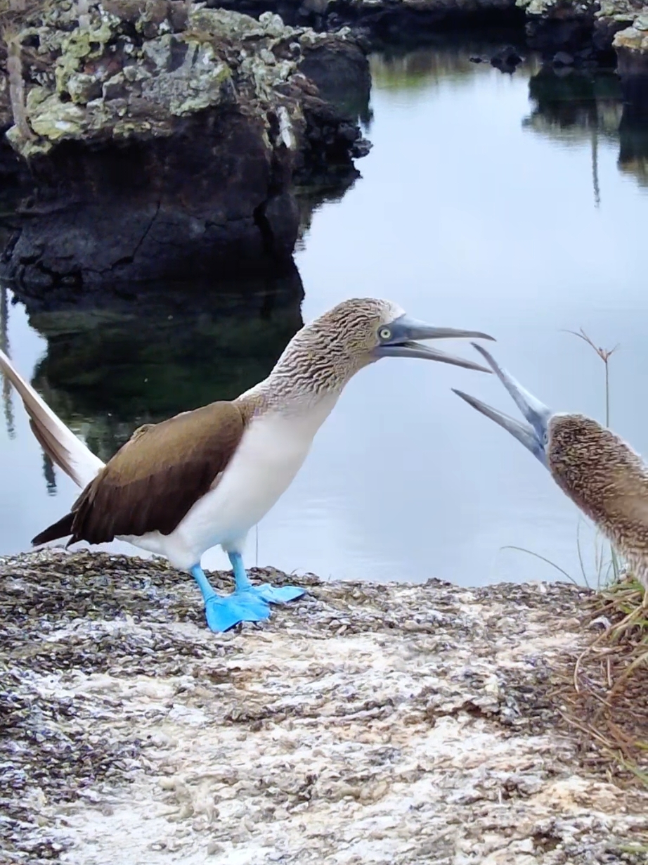 One is focused on incubating the eggs, while the other seems to be up to who-knows-what. Blue-footed Booby (Sula nebouxii) #bluefootedboobybird #birds #socute 