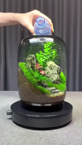 #becacanh #becacanhthuysinh #becacanhdep #becamini #becathuysinh #becaminiphongthuy #shopbecacanhmini #becaminideban #binhterrarium 