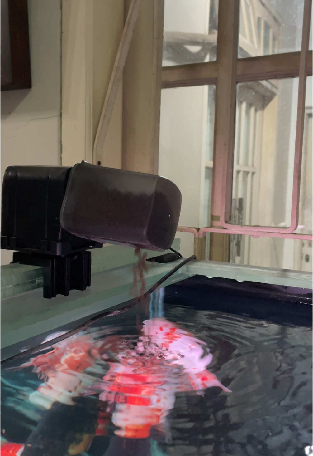 Best purchase goes to Bardi smart fish feeder ✨ #ranchugoldfish #goldfishoninstagram #goldfishranchu #goldfishtulungagung #goldfishsurabaya #ranchuontiktok #ranchusofinstagram #goldfishindonesia🇮🇩  @Nastiti Dwicahyani 