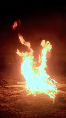 ভদ্র ছেলে 