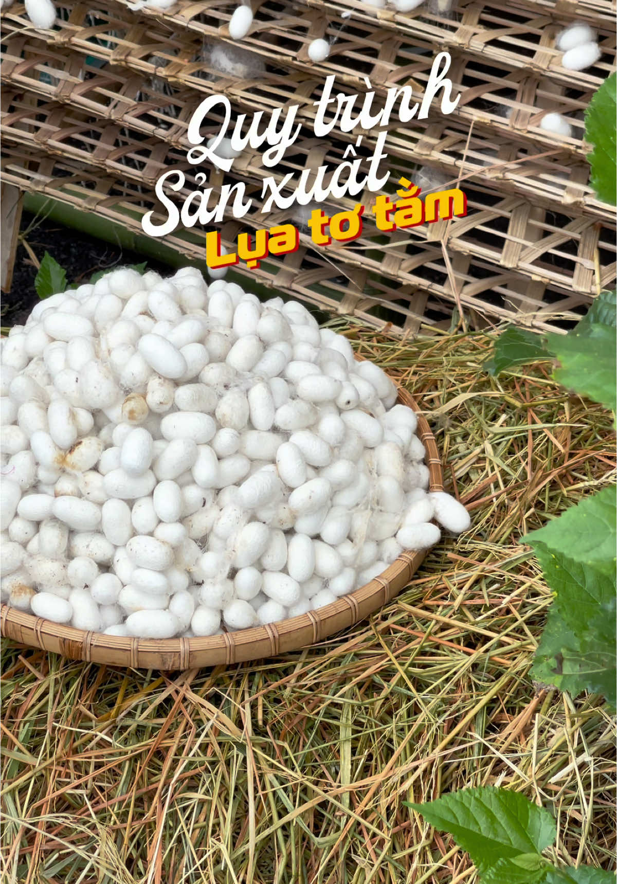 Video ngắn gọn về quy trình sản xuất lụa tơ tằm ở Bảo Lộc! #travel #baoloc #dulichbaoloc #lutotam #quytrinhsanxuatlua 