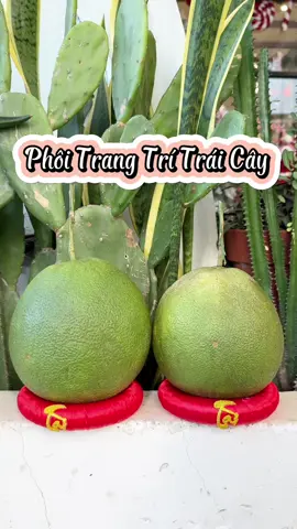 Phôi trang trí trái cây ngày tết #phoitrangtri #phoidantraicay #dandua #trangtritet #trangtritraicay #cohaihaychiase 