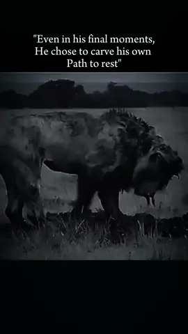 A lion's final moment#fyp #tiktok #viral #lion #animals #Love #pain #sad 