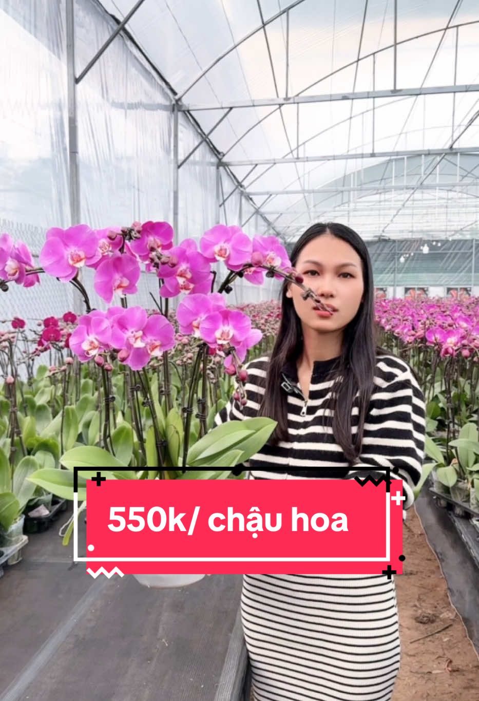 1 chậu 6 cần hoa giá 550k ship hà nội phí ship 50k #ngahoalan #hodiepdanphuong 