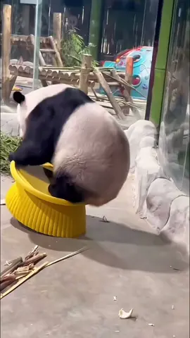 Happy panda collection 🐼 #funnyvideos #funnytiktok #funn #pet #panda #PetsOfTikTok #fypツ #cute 