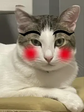 อยากเป็นเจ้มิ่งจ้า #เฮียเท๊าเทา #แมวร้านทอง #catsoftiktok #เจ้มิ่งช่างซ่อมพัดลม 
