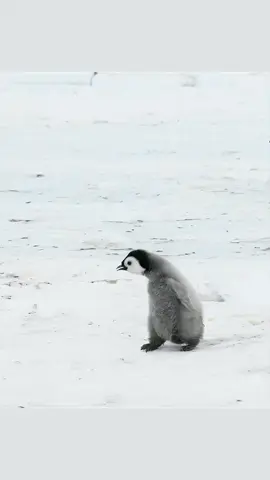 يبدو هذا الصغير كمن يشتكي لوالدته من أحد رفاقه.. يبقى فرخ بطريق الإمبراطور في رعاية أحد والديه بينما يذهب الآخر لجلب الطعام، إذ يتناوب الذكور والإناث على مهمة الصيد بادئ الأمر، ولاحقًا يخرج كلا الوالدين للصيد في حين يجتمع صغار المستوطنة معًا للأمان والدفئ | 📹: UN Biodiversity