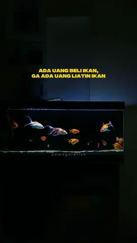 apalagi kalo udah akhir bulan gini yak fren? :)) #aquarium #goldfish #ikankomet #fyp #aesthetic