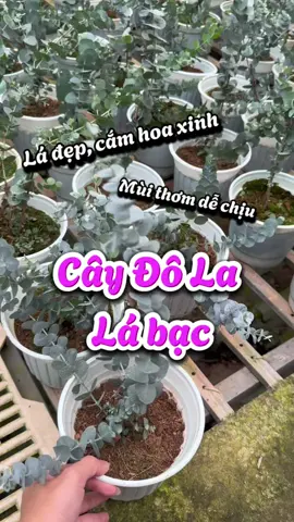 Bất ngờ loại cây cảnh mang tên “đô la” giúp nông dân thu bạc triệu. Cây Đô la lá bạc, cây Khuynh diệp #caytuoinguyen #caygiongdola #caykhuynhdiep #caycanh #caythom #decornha #trangtrinhacua #xuhuong #dola 