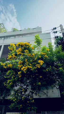বিনা প্রকাশে আমি তোমাকে তোমার চেয়ে বেশি ভালোবাসতে পারি।💗✨ #flowers #sky #tree #building #road #fyp #foryou 