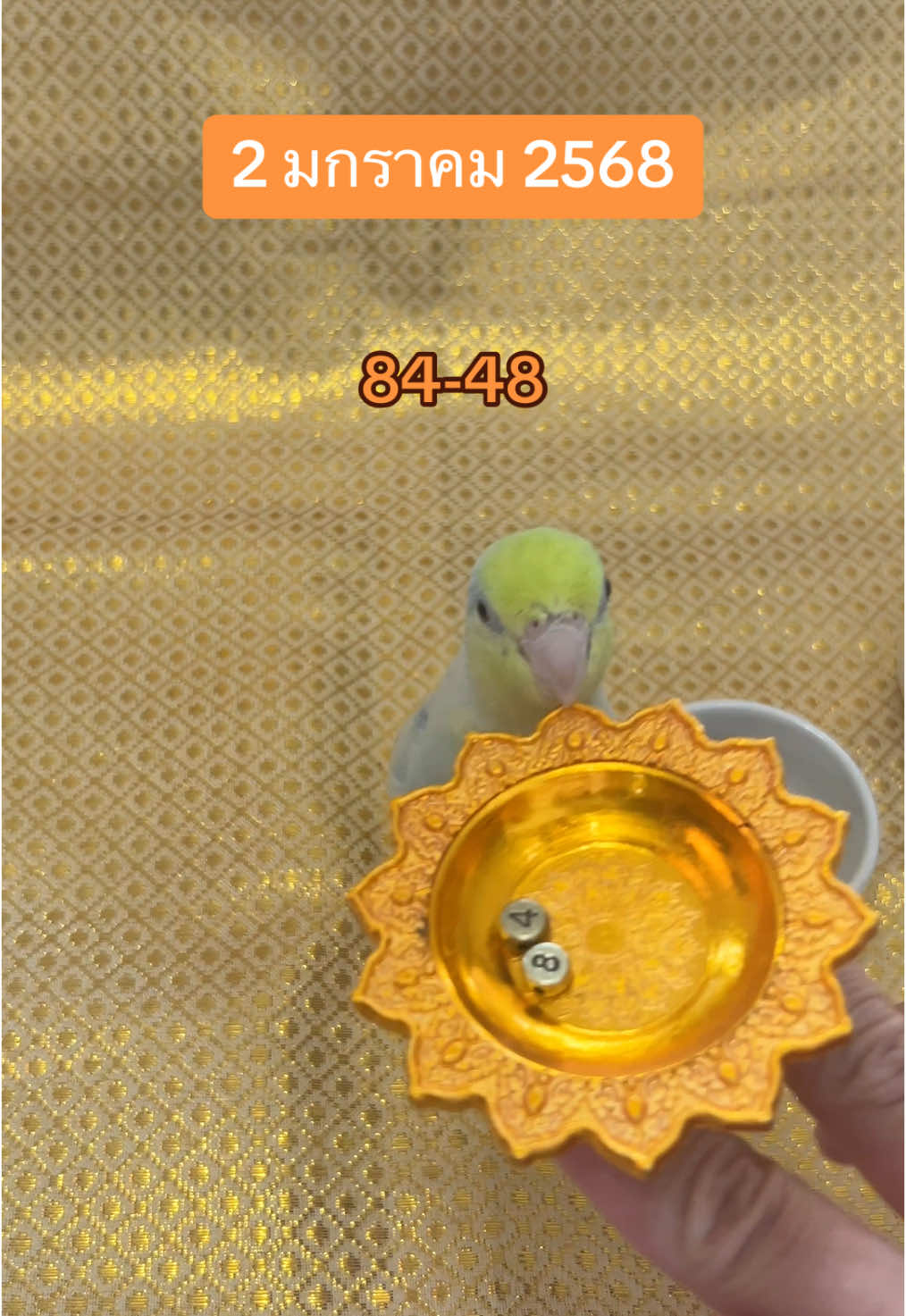 เจ้าพ่อกลับมาแล้วววจ้าา งวดวันที่2มกรา2568 !!!  ห่างหายไปหลายเดือน ปีหน้าเจ้าพ่อกลับมาแล้วนะจ๊ะลูกจ๋าาา  #สำนักเจ้าพ่อฟ้าเขียว #ใบ้หวย #หวย #เลขเด็ดเข้าทุกงวด #นกแก้ว #สัตว์เลี้ยงtiktok #fypシ 