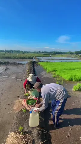 Seng takok vidio mentahan e nk sawah iki #petani #petaniindonesia🇮🇩🇮🇩🇮🇩🌿🌿 #petanimilenial #petanisukses #fyppppppppppppppppppppppp 