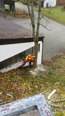 What a great municipality Cutting down a tree and ruining the city?  #foryou #fy #fypシ #fyp #wald #deuschland #baum #tree 
