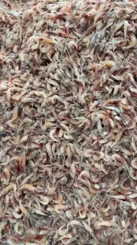 quê tôi đất mũi cà mau#đấtphươngnam #miêntayquetoi #càmau #congai #trend 