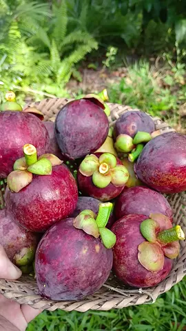 hasil panen tadi sore, buah manggis🌲🌳 #buahmanggis  #tanamanbuahmanggis  #kebunmanggis 