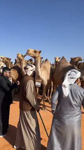 #الشعب_الصيني_ماله_حل😂😂 #اكسبلور #حايل #السعودية #ترند #الهانيات #صباح_الخير #النظيم_الجنادرية_الندوة_شرق_الرياض 