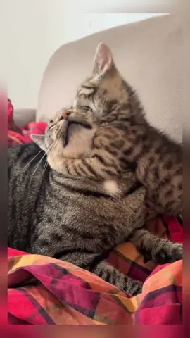 so cute 😍 and adorable 😍 cats 🐈 😻  #cat #catvideos #catloverusa #cats #catlover #catsoftiktok #catlover #foryoupage 