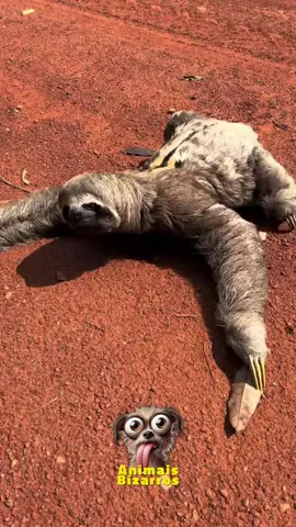 O bicho mais lento do mundo #animaisnotiktok #animaisfofos #natureza #aprendanotiktok #maedepet #paidepet #biologia