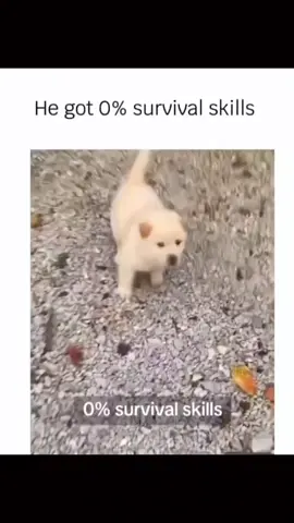 Funny and cute dogs compilation #funnydog #funnypet #cutedog #dogsoftiktok #doglover #dog 