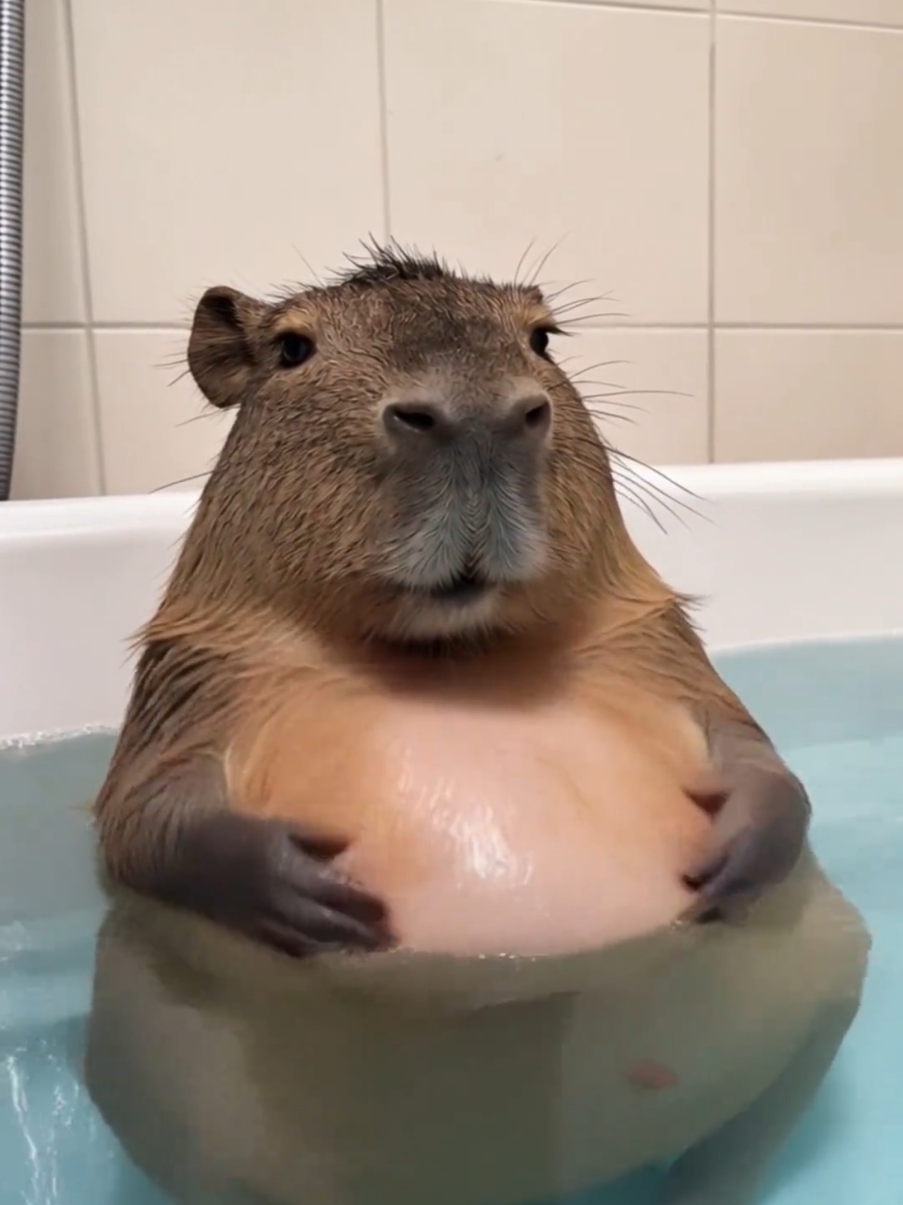Cute Capybara Taking a Shower Live Wallpapers Photos #cutecapybara #capybara #capybaratiktok #animal #animalsoftiktok #wallpaper #livephoto #livewallpaper #videowallpaper #phonewallpaper #bestwallpapers #newwallpaper 