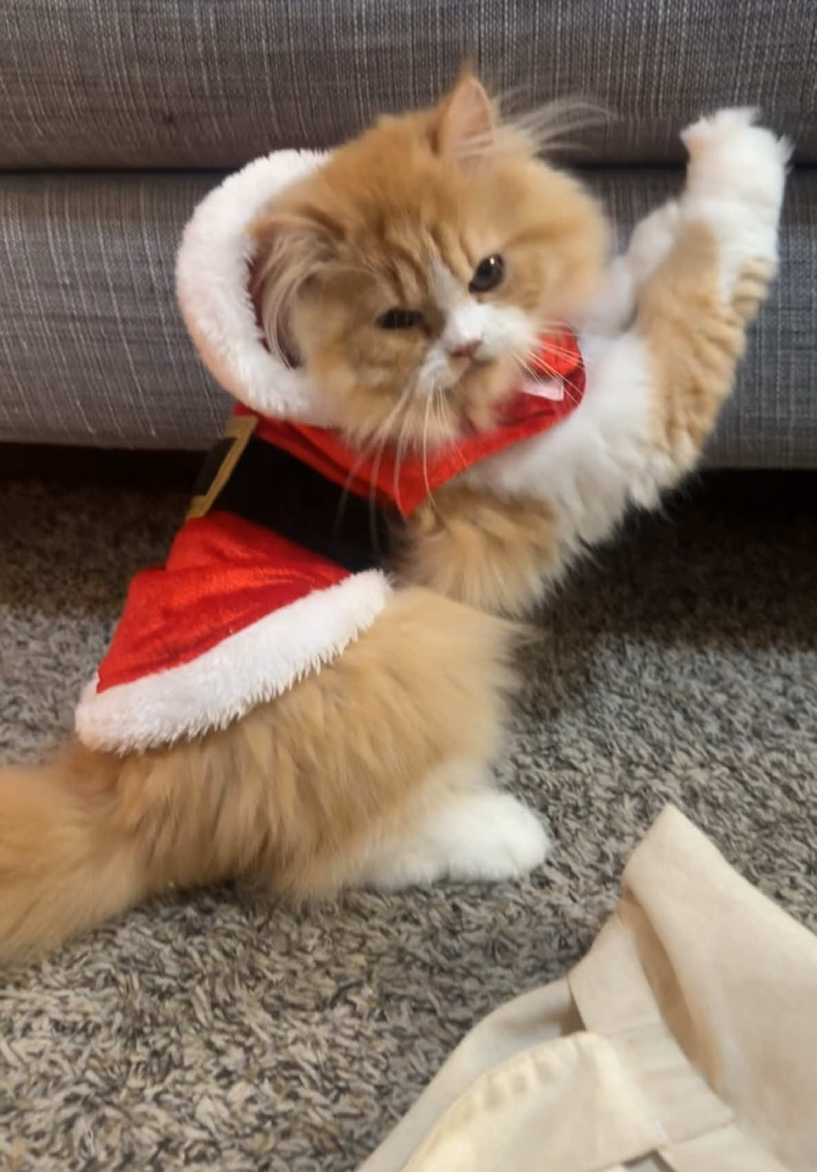 Merry Christmas ya filthy animals! 😻 if you see the video ♥️ please  #Pretzel #christmas #viral #fyp #Atx #cats #trending #catvideos #feliznavidad #emo #grinch #foryou #reels #instadaily #accentchallenge  #merrychristmas 