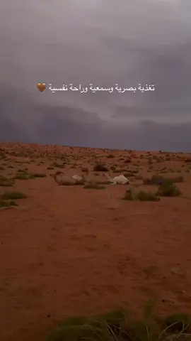 #مساء_الخير #نجران #اكسبلورexplore #الجنوب #صوت_الاذان #الطبيعه_اجمل_شي_للراحه_النفسيه #الابل_عطايا_الله_عشاق_البداوة_🐪😍 #غيوم_مطر #بروق #حي_الشتاء_وحي_ماجابه #شاهد_للنهاية #نجران_الان #الارصاد_الجويه #احوال_الطقس 