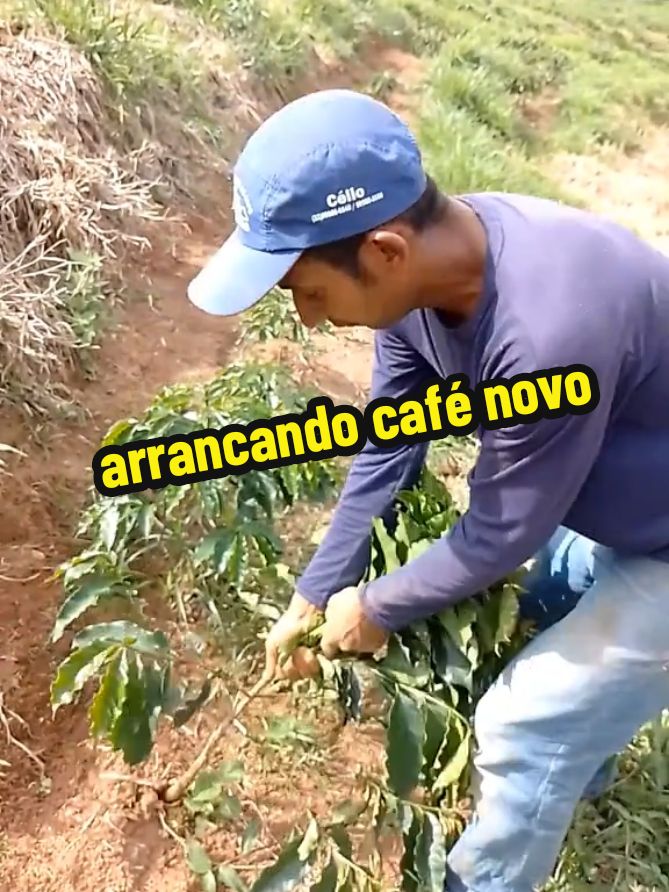 voce teria coragem de arrancar um café bonito Asim?#café  #agro #roca #zonarural #vidanaroça  #cafeicultura #diaadia 